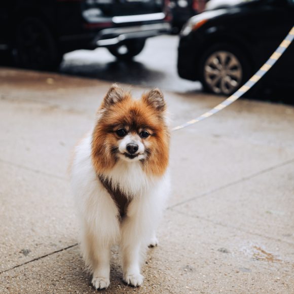 Sample image of a Pomeranian taken with the Fujifilm GFX 100S II edited with Photojournalism Lightroom Preset Pack