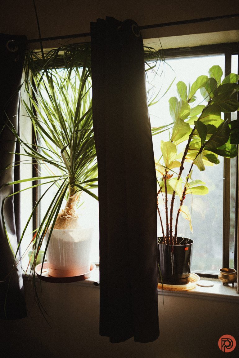 Two potted plants on a windowsill with sunlight streaming through partially open dark curtains.