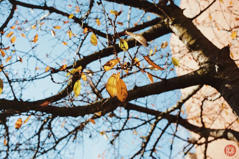Tree branches with sparse yellow leaves against a blue sky and a peach-colored building in the background.