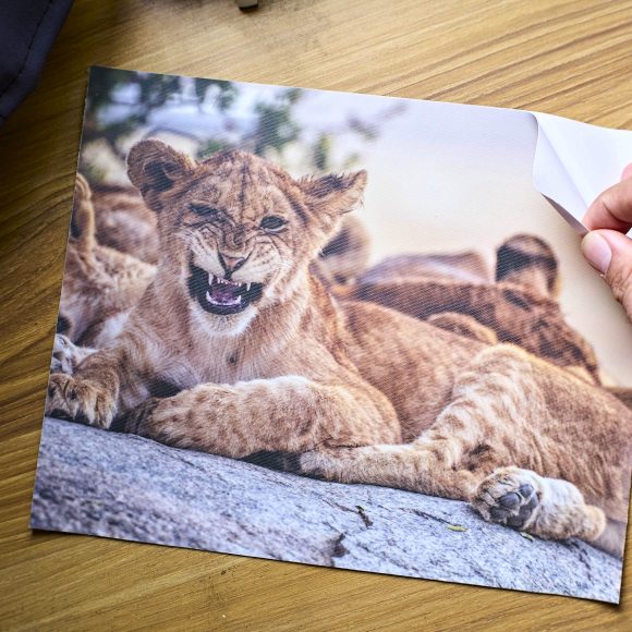 A hand peels the corner of a lion cub photo sticker on a wooden surface.
