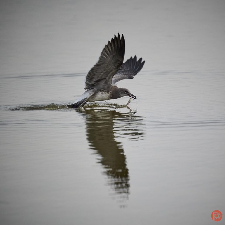 A bird skims the surface of calm water with wings spread, catching a small fish in its beak.