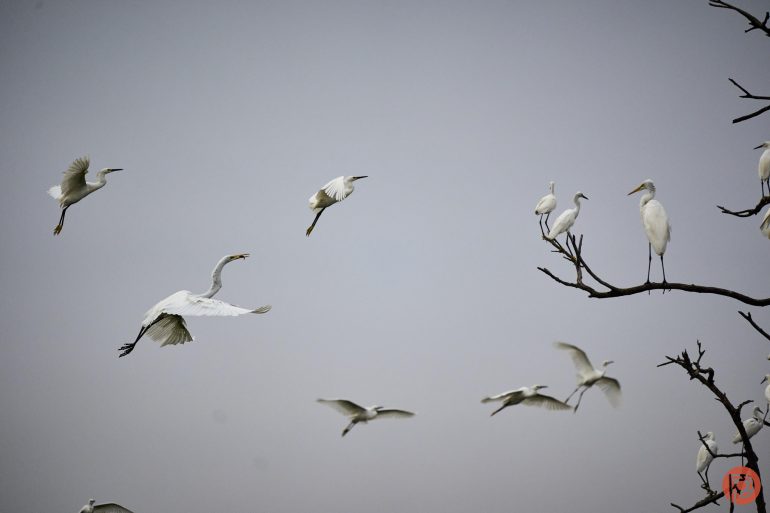Several white birds flying and perched on bare tree branches against a gray sky.