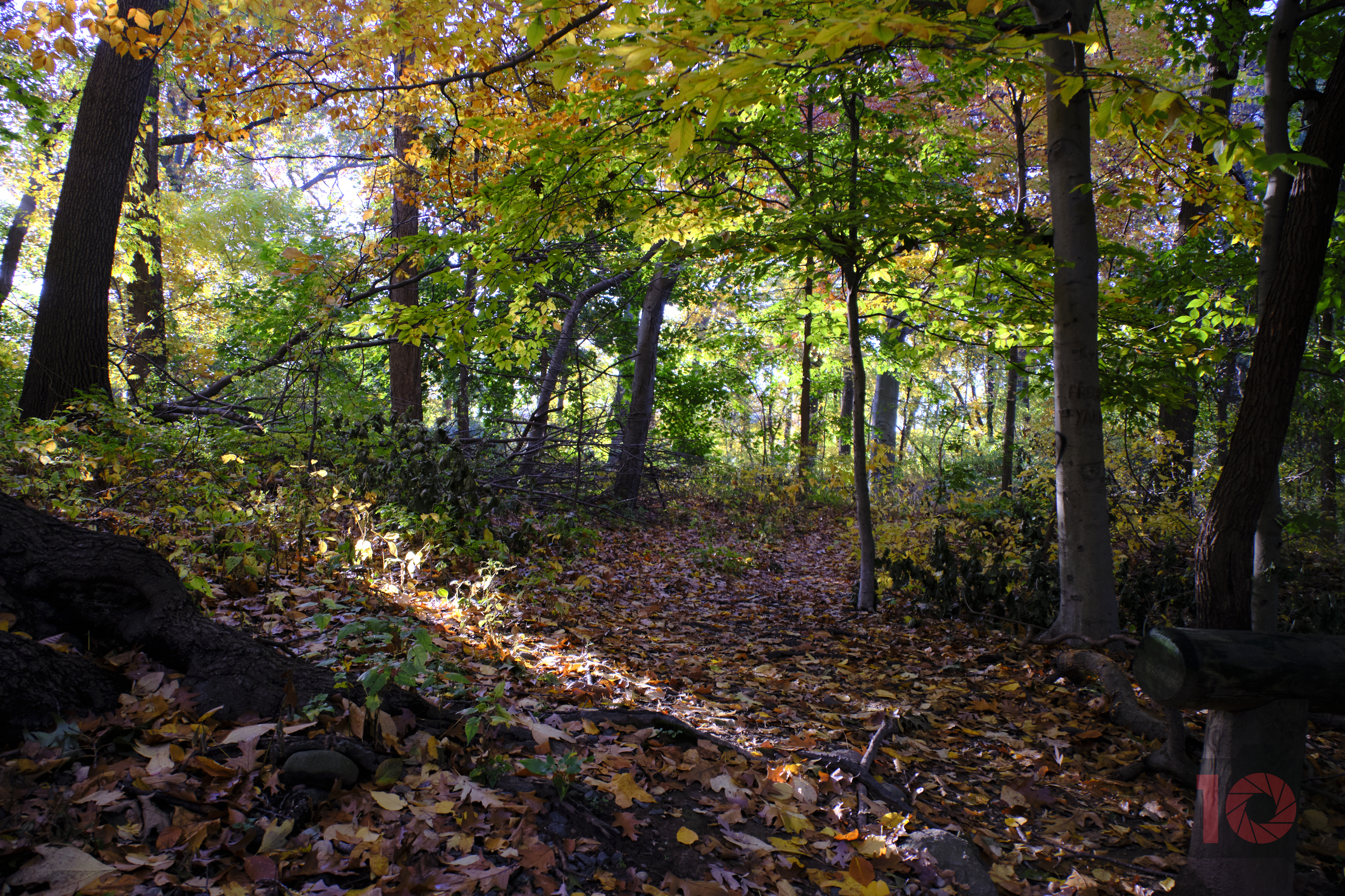 Sunlight filters through colorful autumn trees, illuminating fallen leaves on a forest floor.