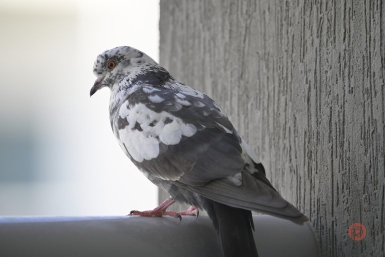 A pigeon with mottled black and white feathers perches on a gray railing next to a textured wall.