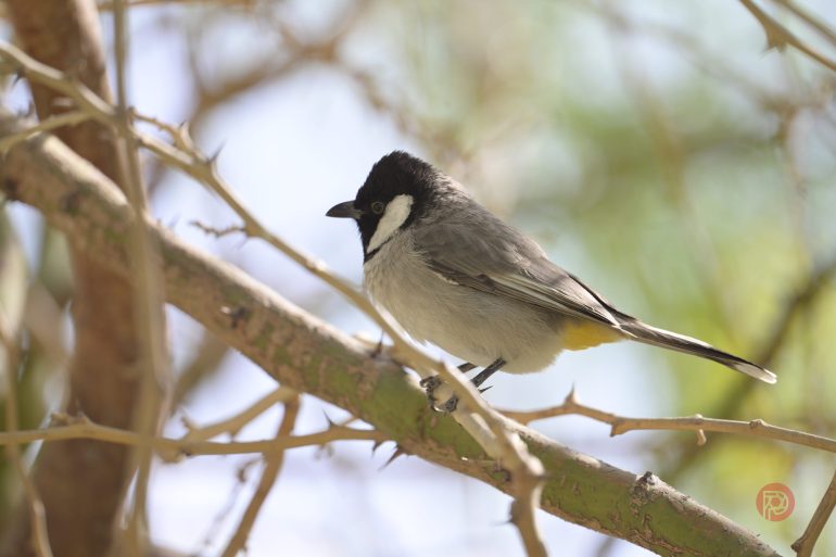 A small black and white bird with yellow under its tail perches on a thorny tree branch in sunlight.