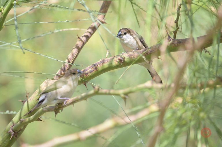 Two small brown birds perched on green branches with blurred foliage in the background.