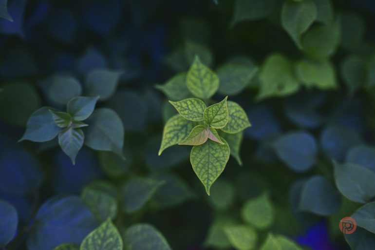 Green plant with veined leaves in focus, surrounded by blurred green foliage and a dark background.