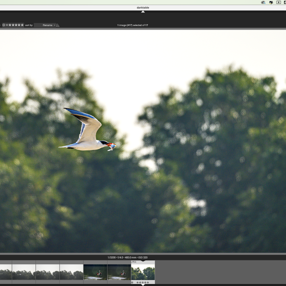 A tern with a fish in its beak flies in front of green trees, displayed on a photo editing software screen.